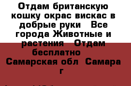 Отдам британскую кошку окрас вискас в добрые руки - Все города Животные и растения » Отдам бесплатно   . Самарская обл.,Самара г.